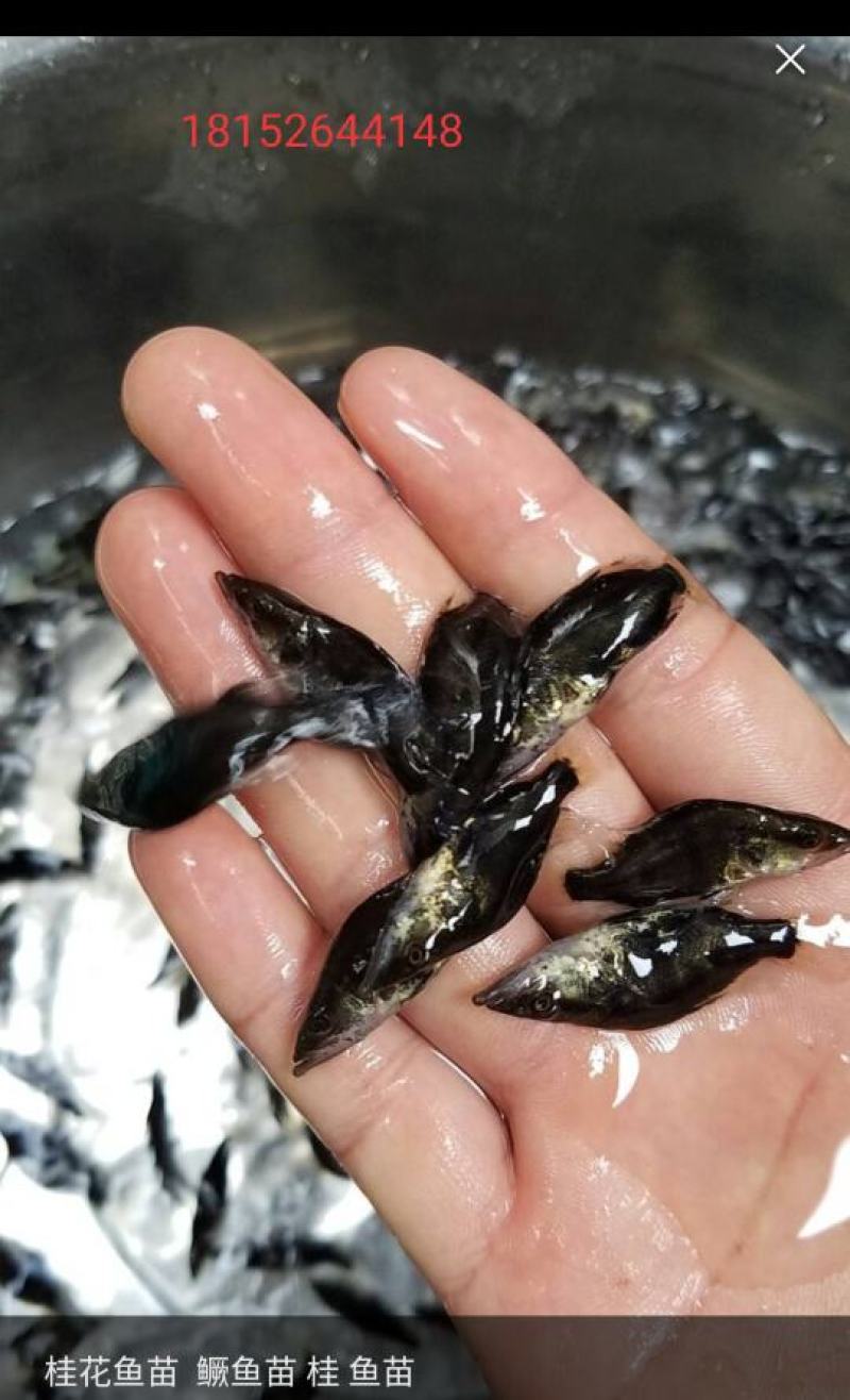 桂花魚苗
