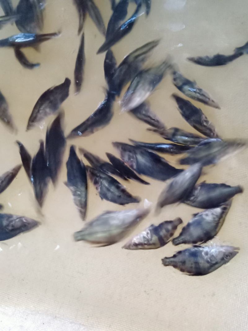 桂花魚苗