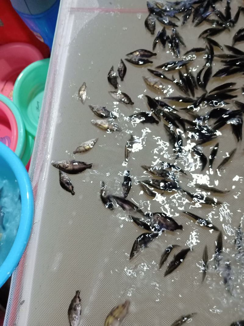 桂花魚苗