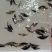 桂花魚苗