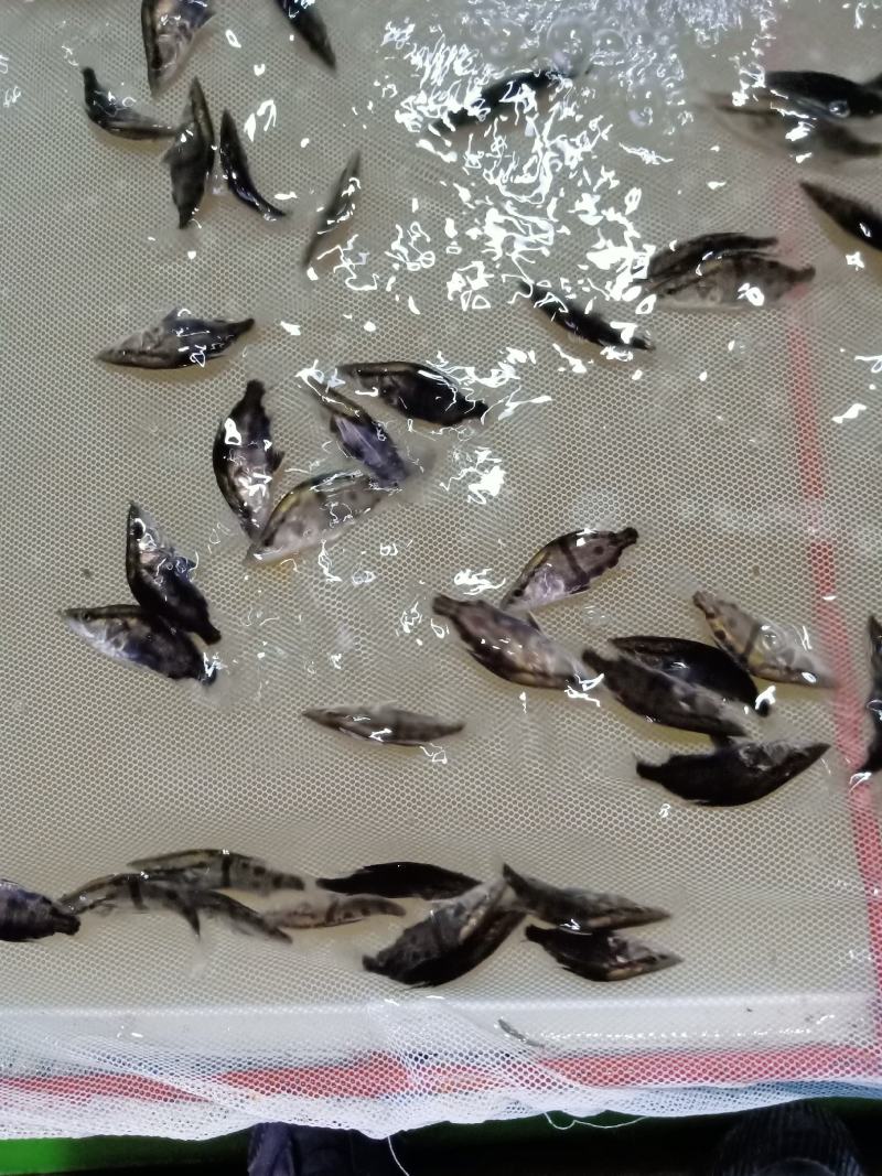桂花魚苗