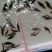 桂花魚苗