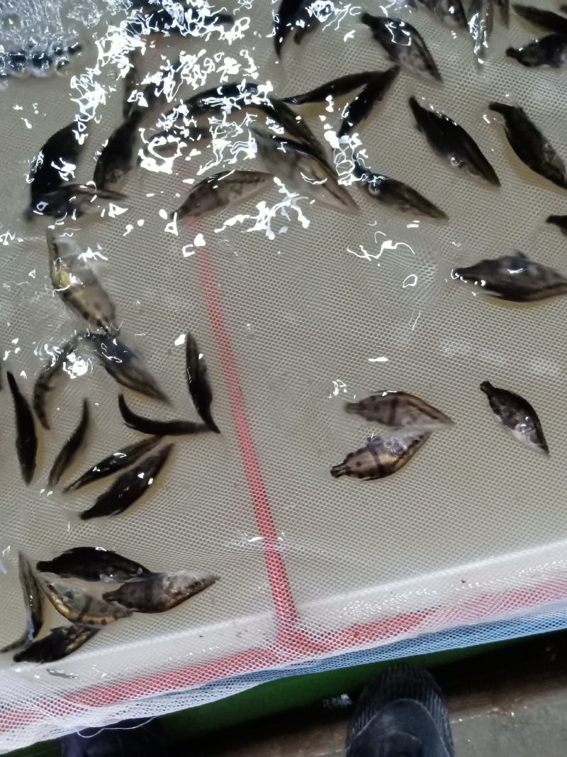 桂花魚苗