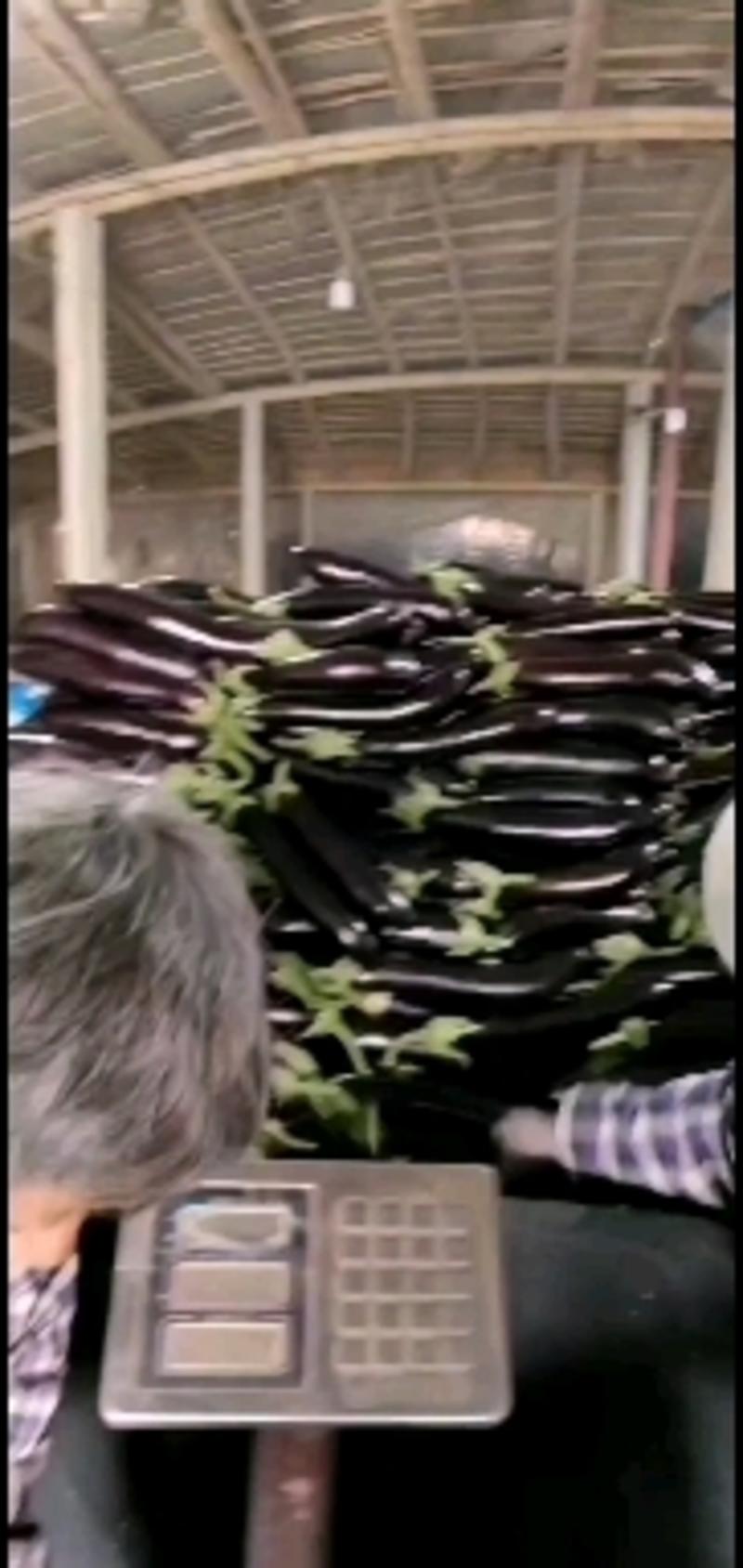山东莘县精品长茄己大1量上市，基地直发，电商供货。
