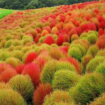 红地肤种子绿地肤扫帚草花籽花海阳台盆栽植庭院植物观叶花卉
