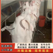 乳猪，江苏乳猪。一手货源，厂家直销，质量保证，量大