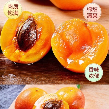 陕西黄金子杏子批发，黄金子杏子批发，温室大棚黄金杏子
