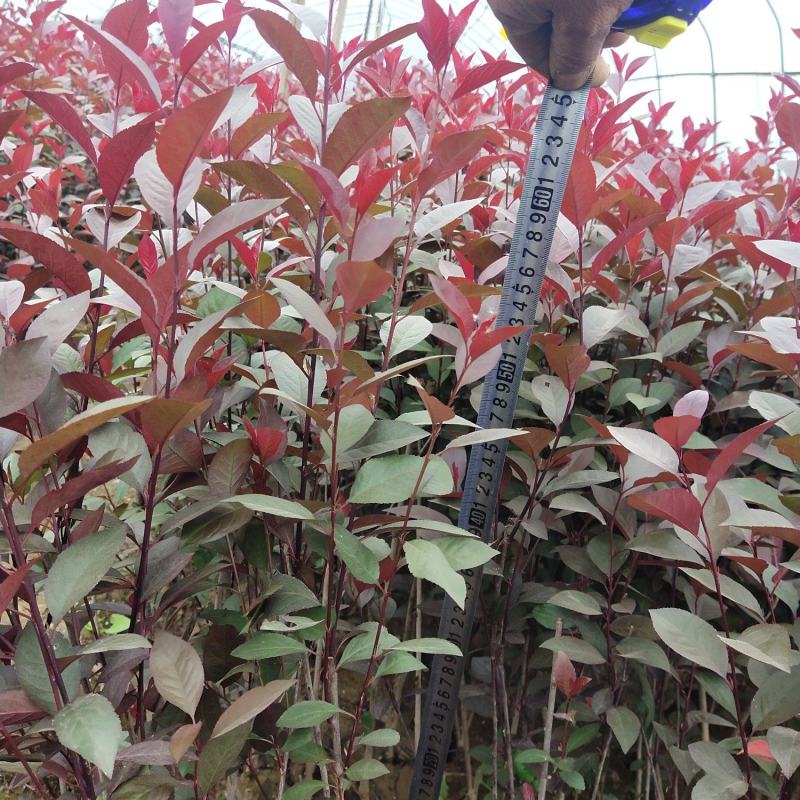 50万紫叶矮樱杯苗