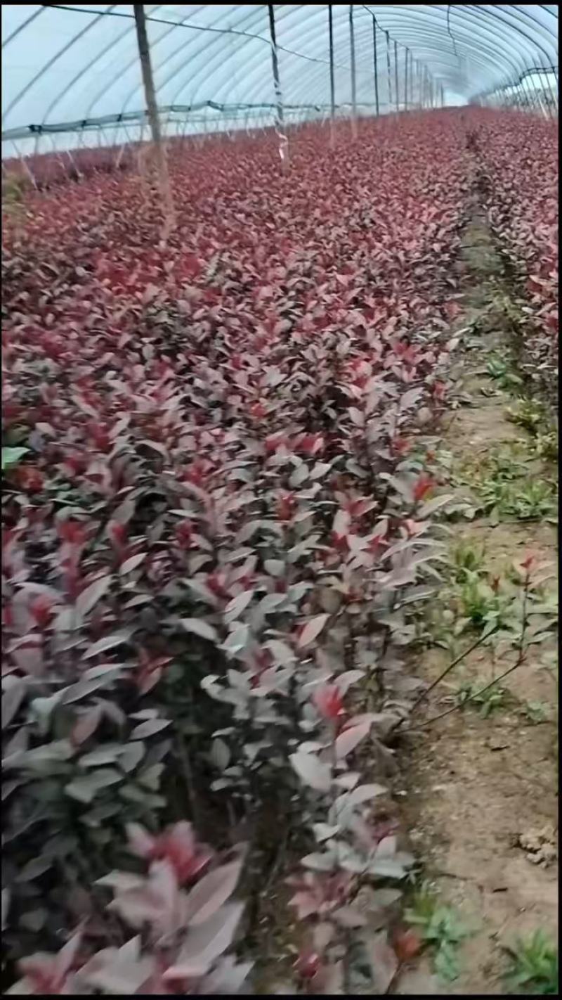 50万紫叶矮樱杯苗