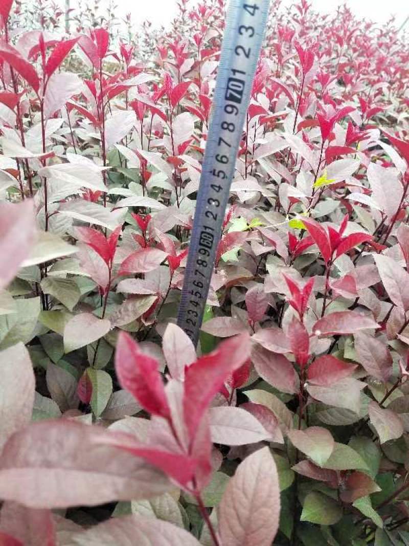 50万紫叶矮樱杯苗