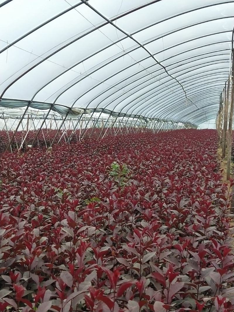 50万紫叶矮樱杯苗