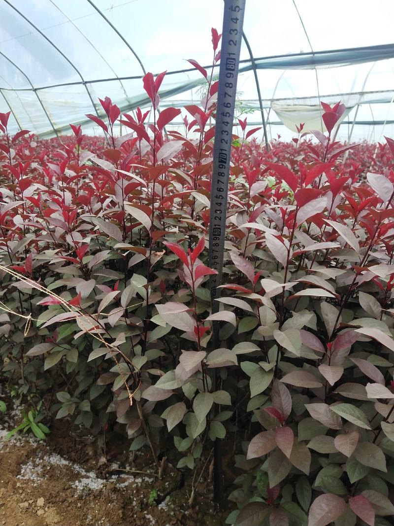 50万紫叶矮樱杯苗