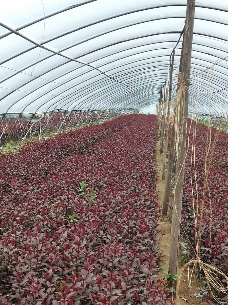 50万紫叶矮樱杯苗