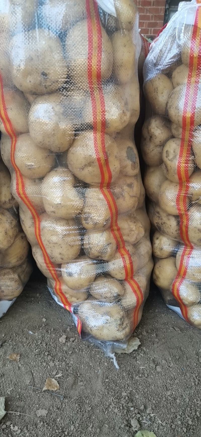 南阳万亩土豆基地，欢迎各位老铁