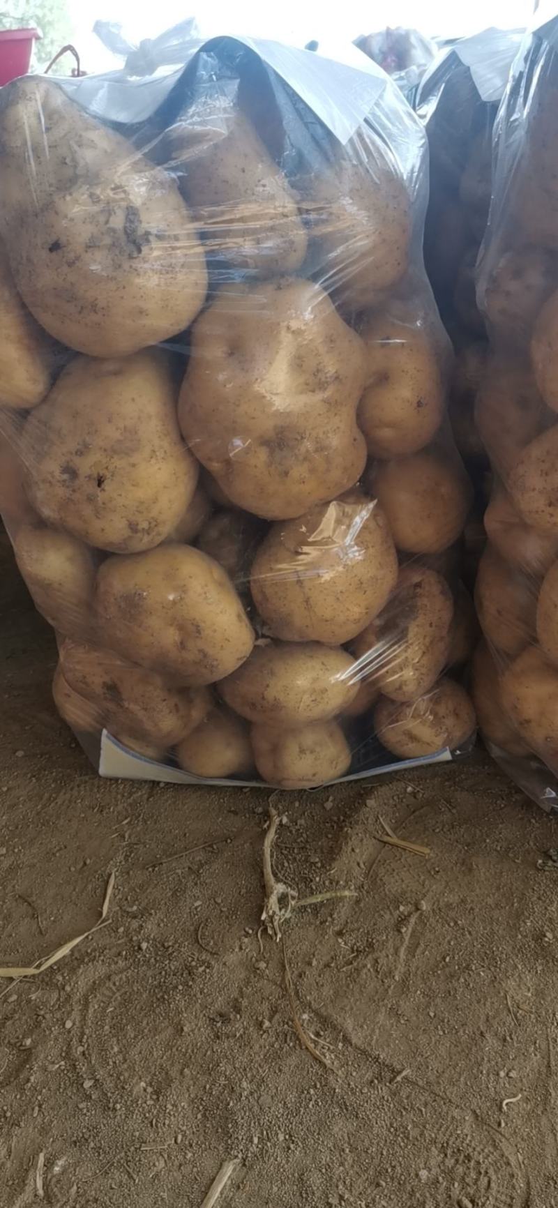 南阳万亩土豆基地，欢迎各位老铁
