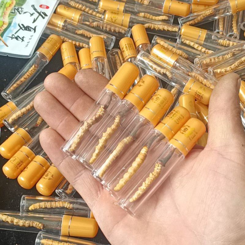 新鲜冬虫夏草