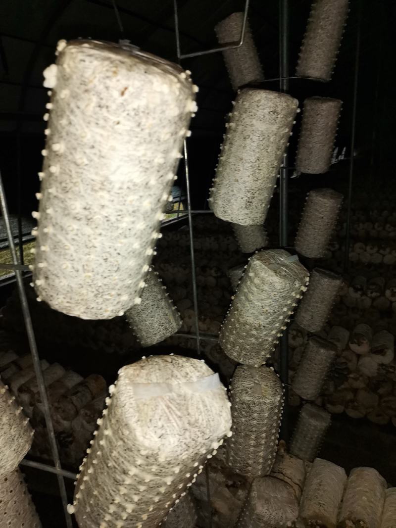 黑木耳菌棒，菌包定制加工，源头生产厂家，支持视频