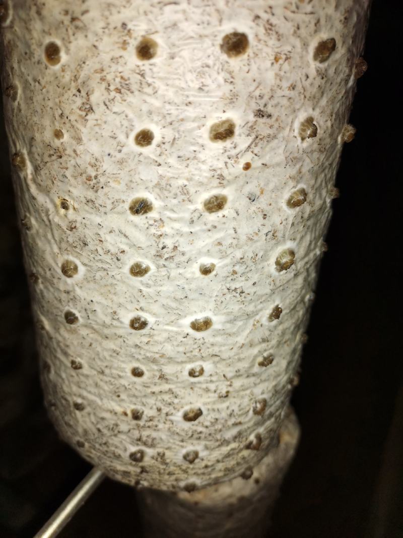 黑木耳菌棒，菌包定制加工，源头生产厂家，支持视频