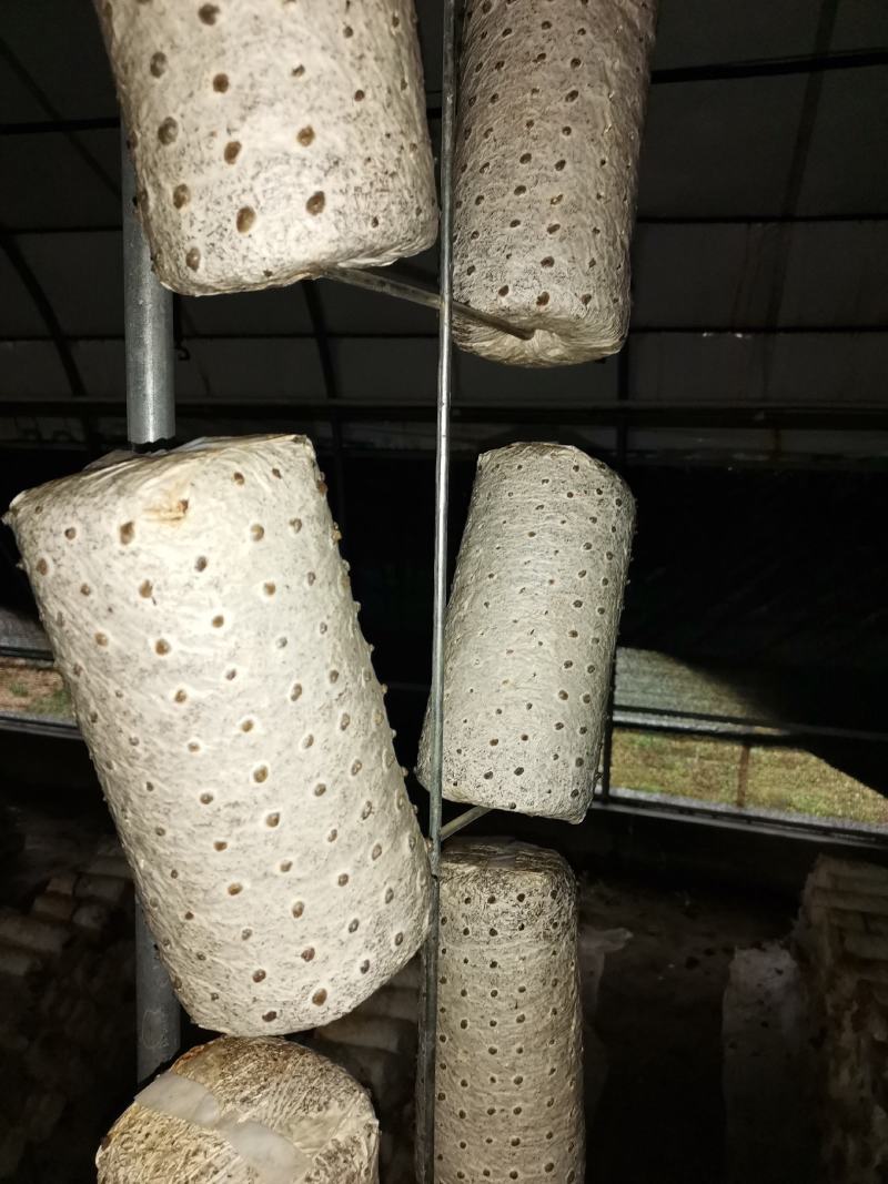 黑木耳菌棒，菌包定制加工，源头生产厂家，支持视频