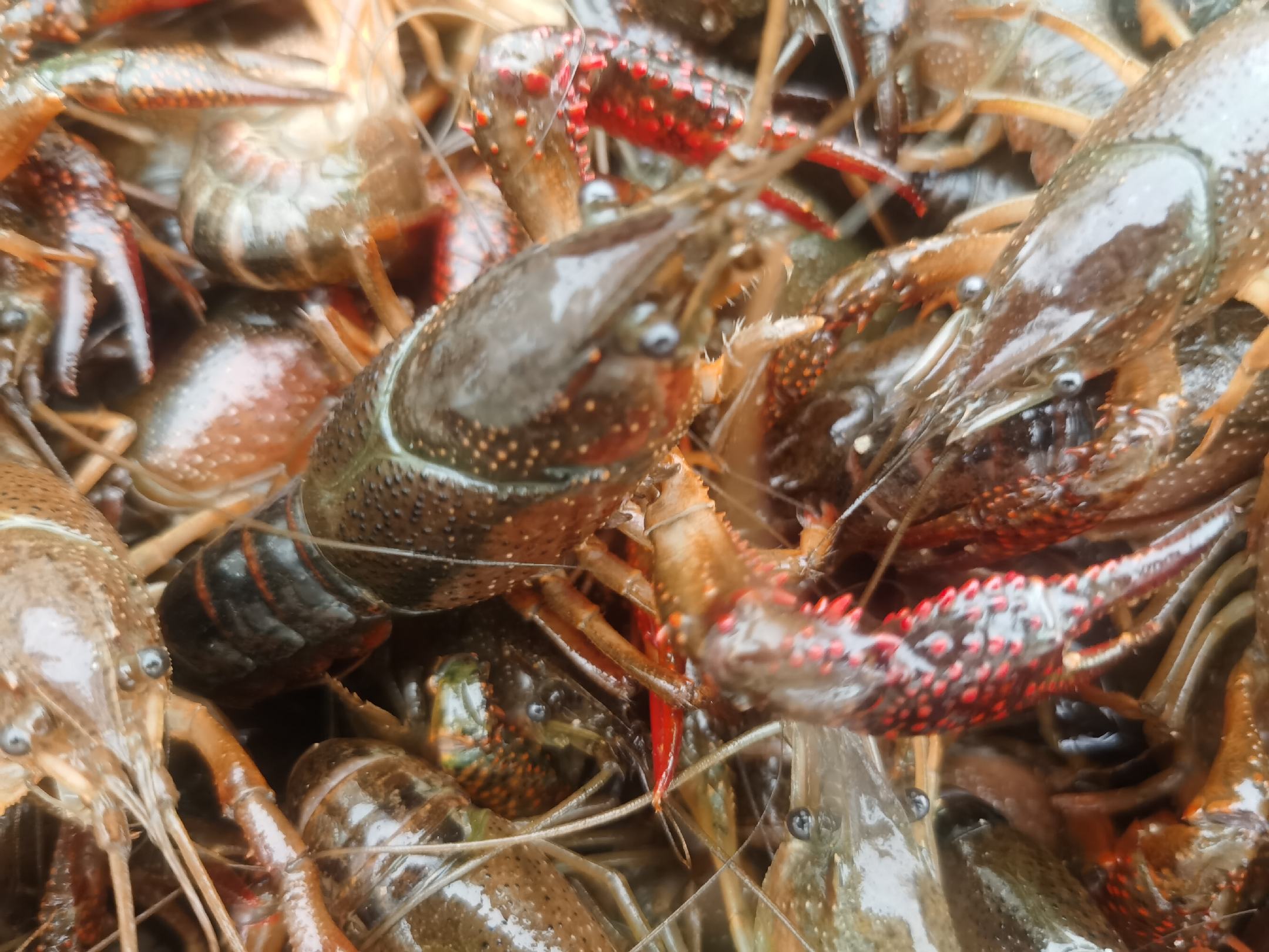 小龙虾的营养成分分析