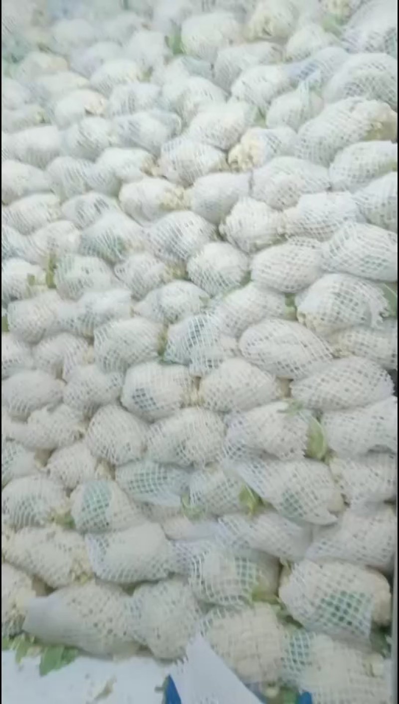 鲜有机花菜，产地直发，质量很好，个头均匀，有需要的联系我