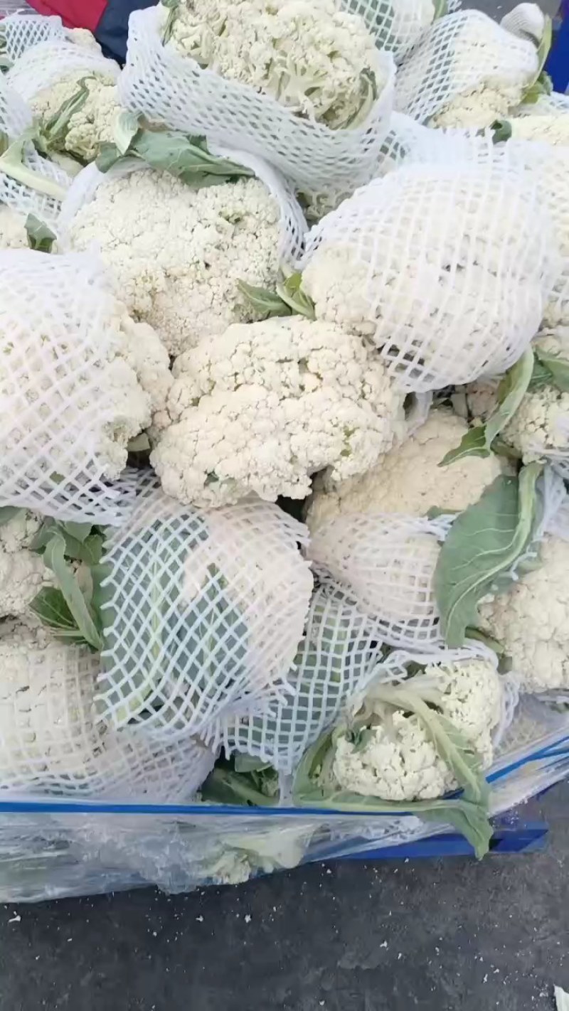 鲜有机花菜，产地直发，质量很好，个头均匀，有需要的联系我