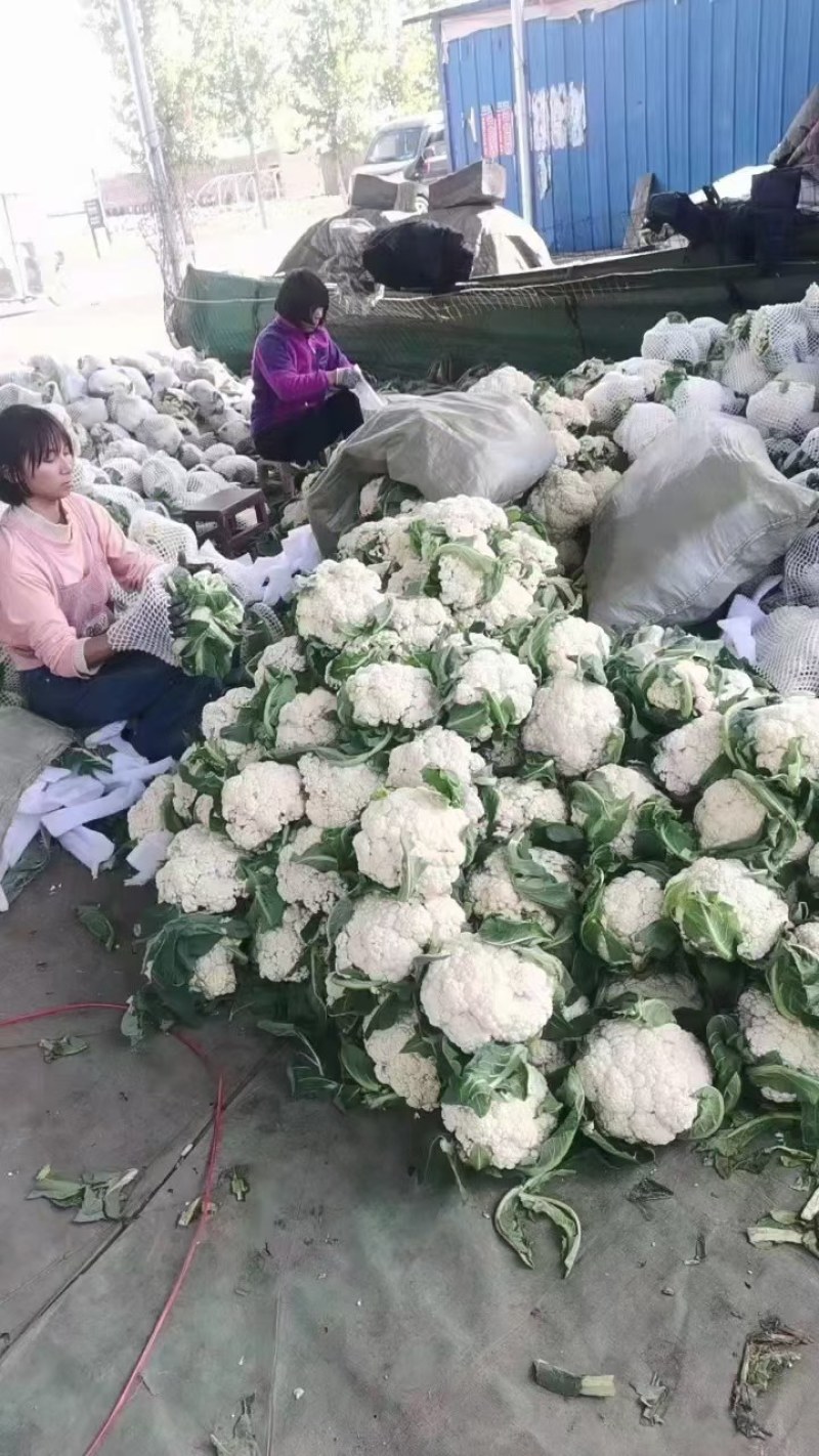 鲜有机花菜，产地直发，质量很好，个头均匀，有需要的联系我
