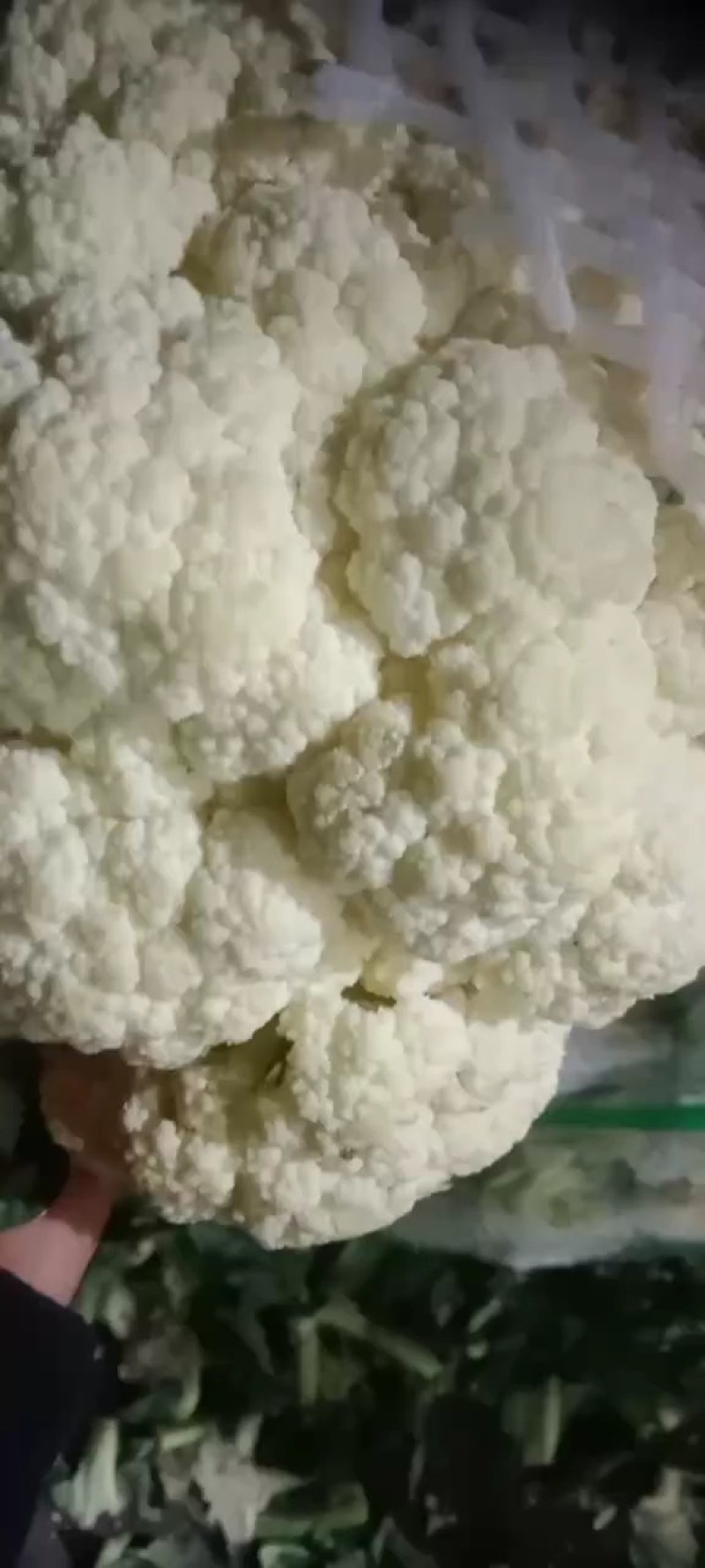 鲜有机花菜，产地直发，质量很好，个头均匀，有需要的联系我