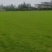 精品马尼拉草皮