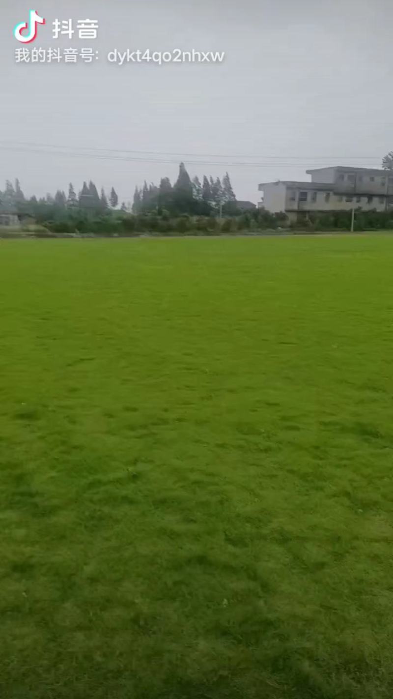 精品马尼拉草皮