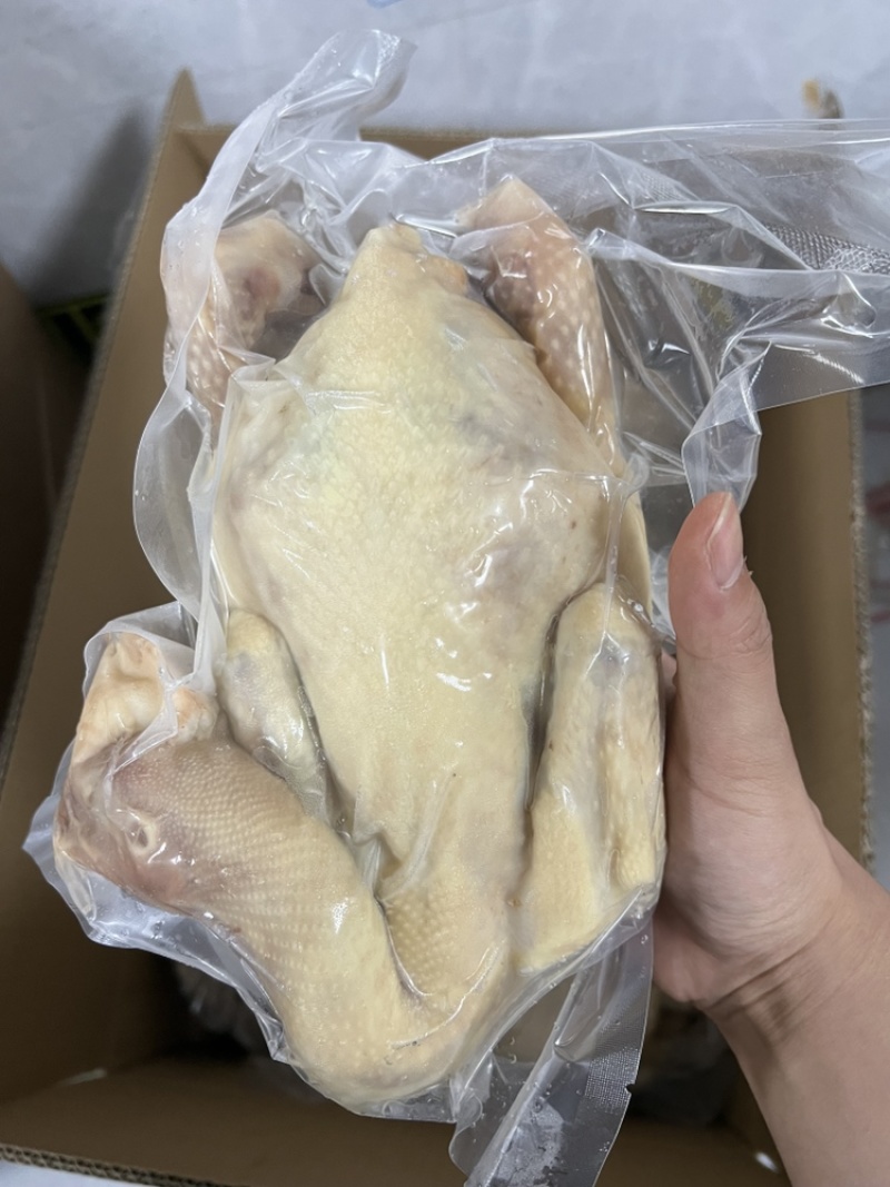 广东捷源白切鸡（散养走地鸡）