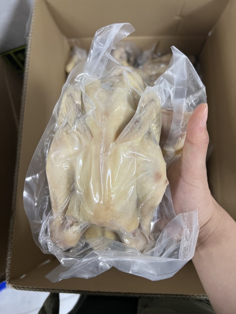 广东捷源白切鸡（散养走地鸡）