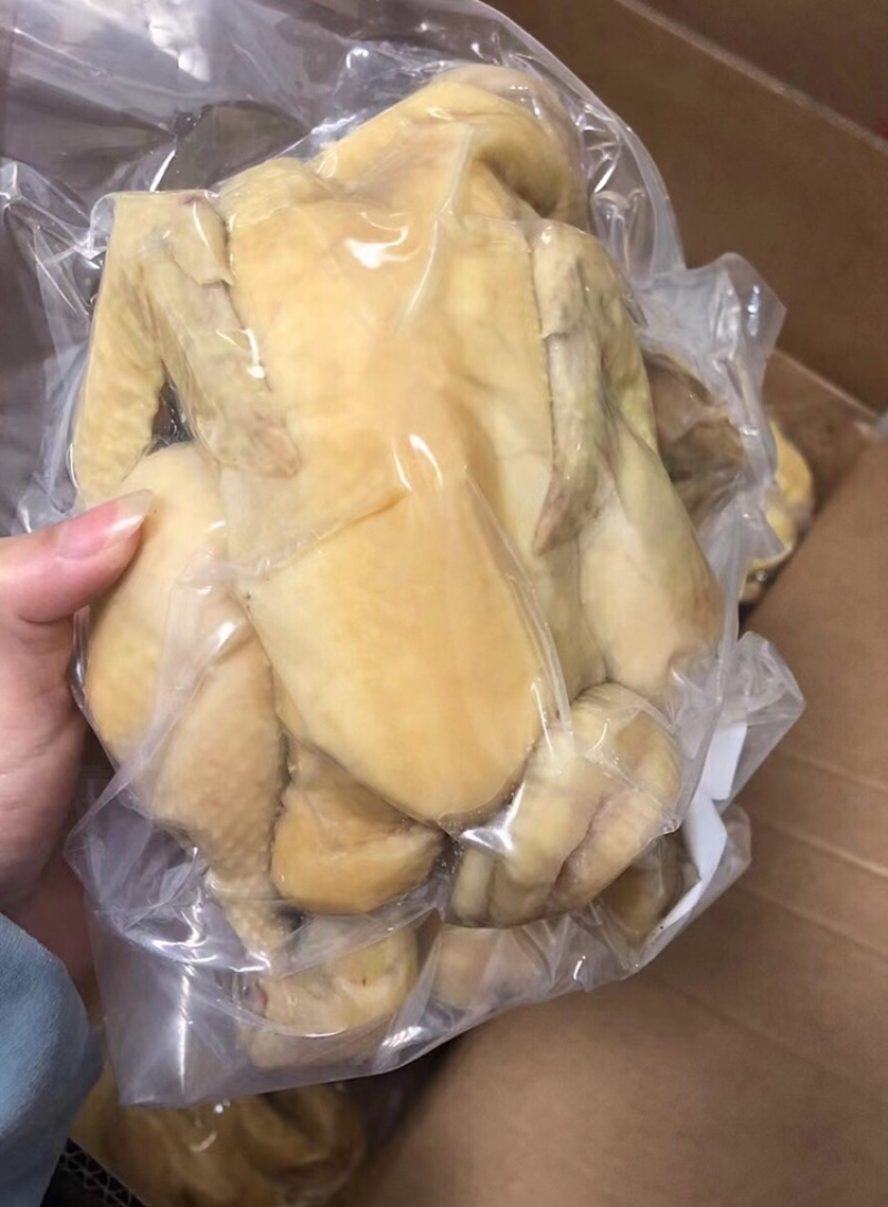 广东捷源白切鸡（散养走地鸡）