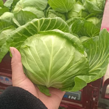 甘蓝
