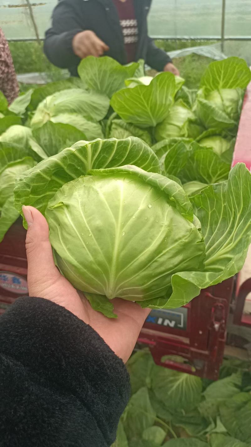 甘蓝