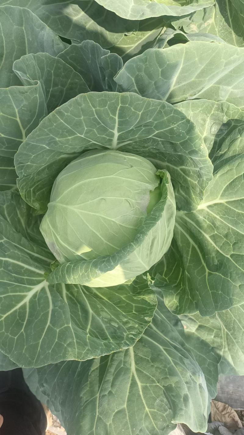 甘蓝