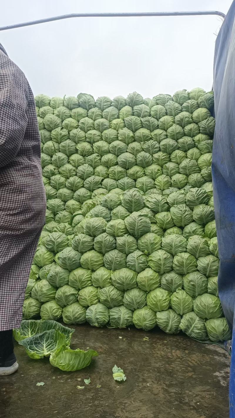 甘蓝