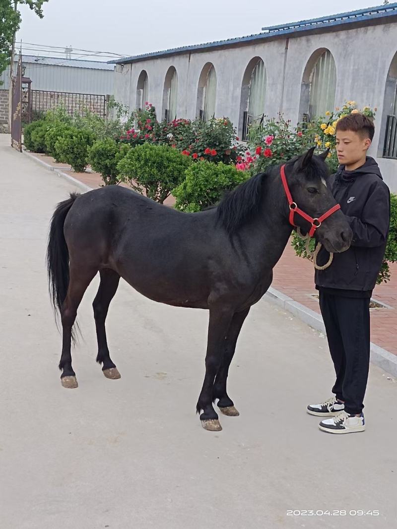 骑乘大马，骑乘矮马