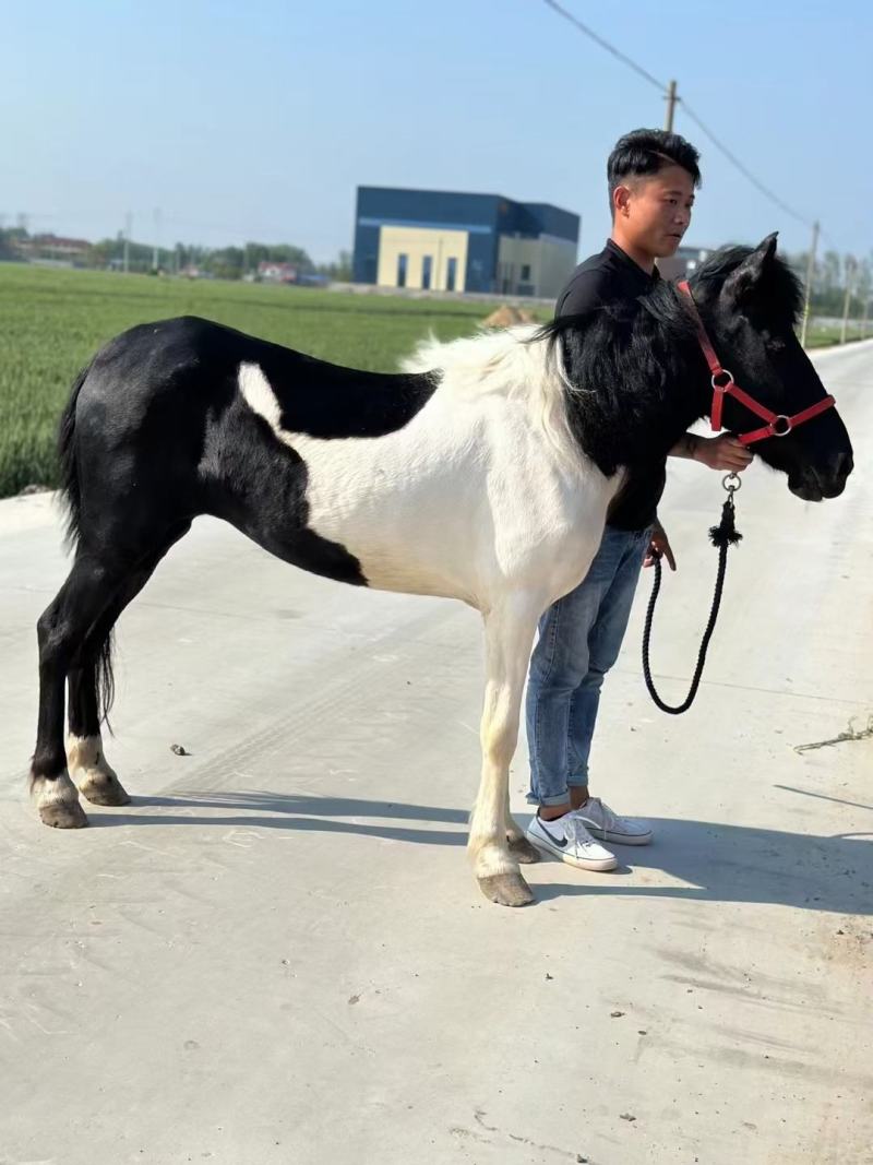 骑乘大马，骑乘矮马