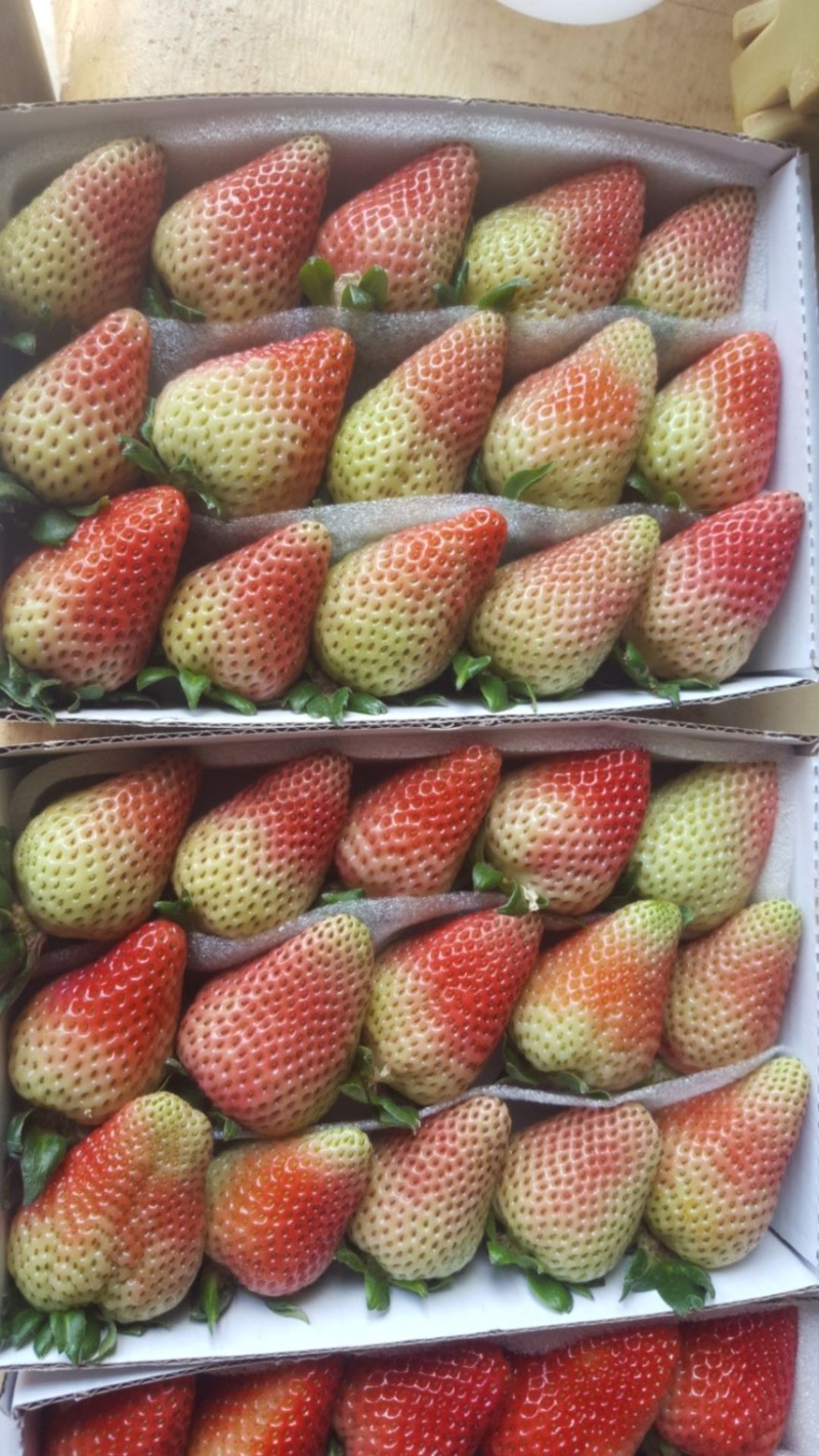 【牛商推荐】蒙特瑞草莓产地一手货源现摘现发量大从优