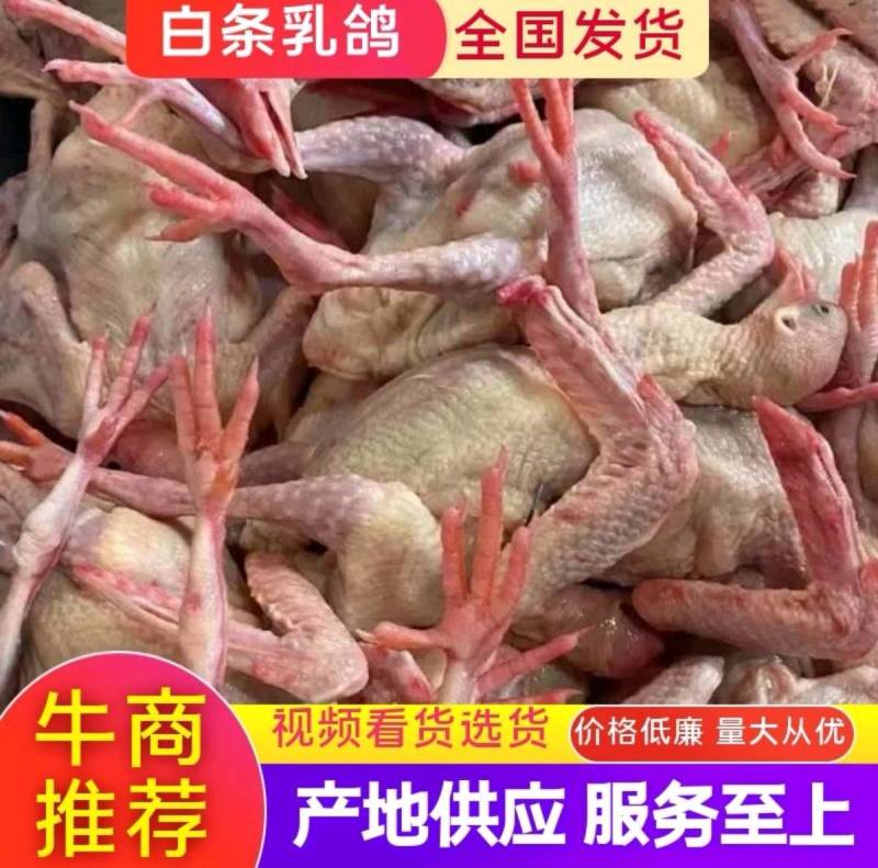 【优质】新鲜原粮乳鸽大量批发对接各大餐饮电商平台