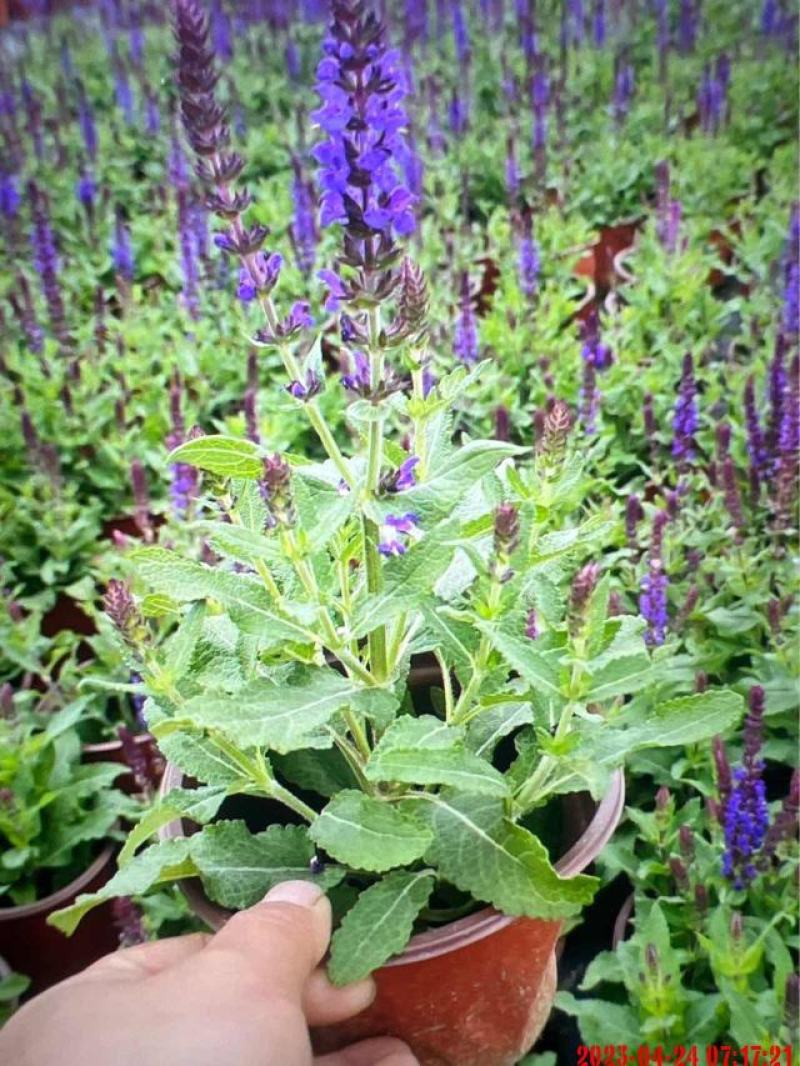 林荫鼠尾草