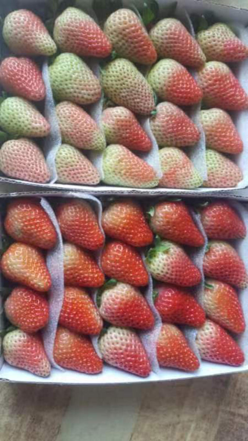 优质蒙特瑞新鲜草莓烘焙冷饮糖葫芦一手货源欢迎订购