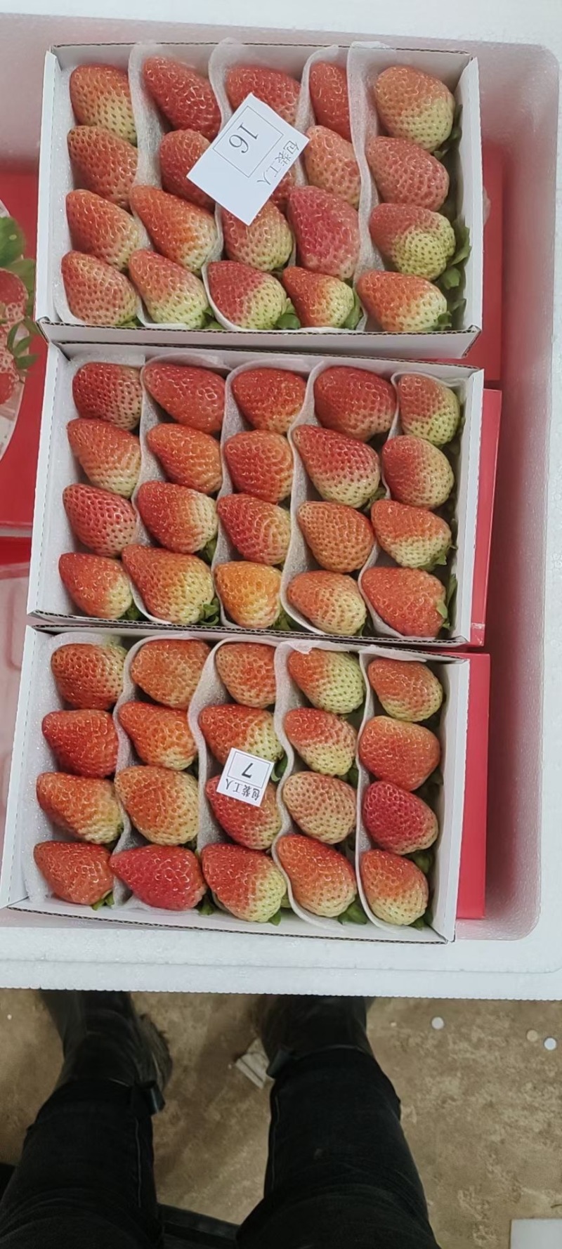 优质蒙特瑞新鲜草莓烘焙冷饮糖葫芦一手货源欢迎订购
