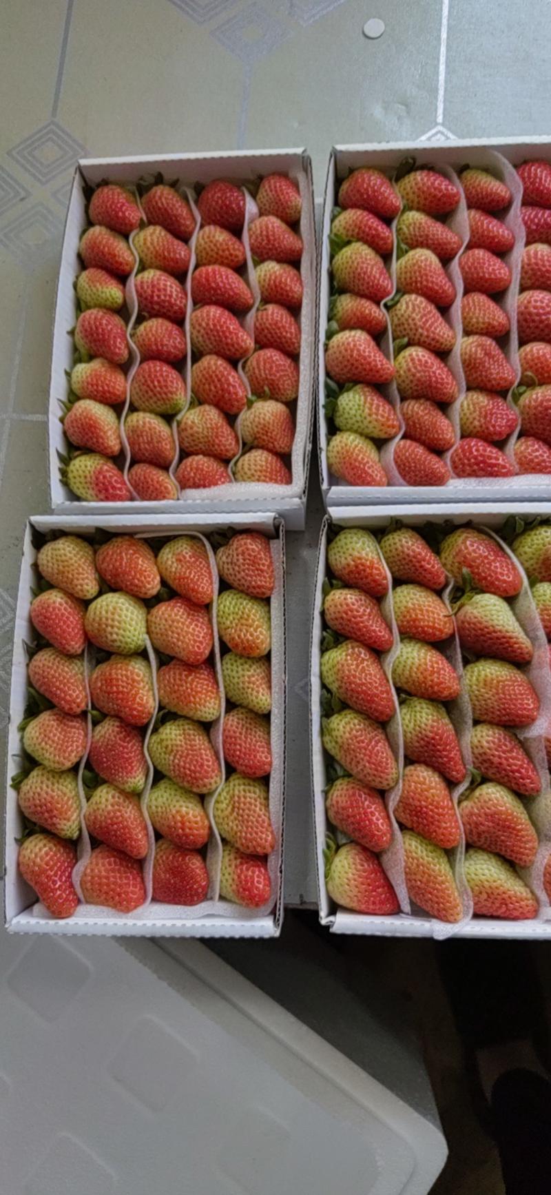优质蒙特瑞新鲜草莓烘焙冷饮糖葫芦一手货源欢迎订购