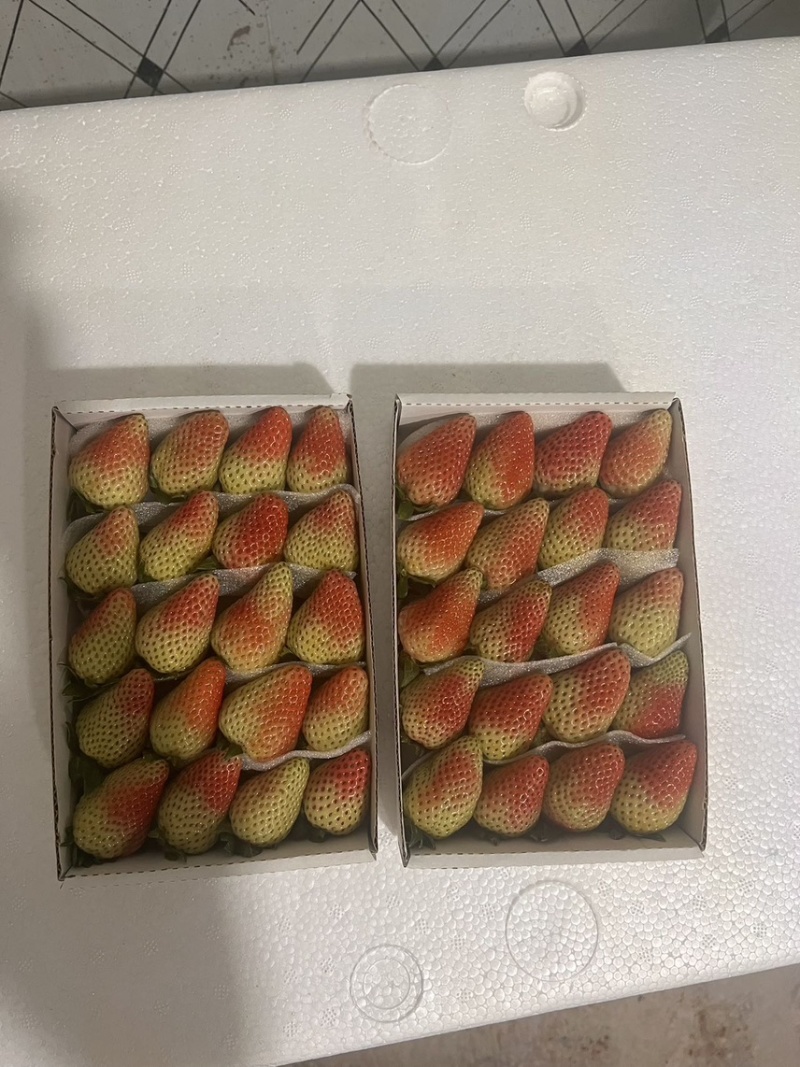 优质蒙特瑞新鲜草莓烘焙冷饮糖葫芦一手货源欢迎订购