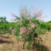 高杆红花红柳柽柳