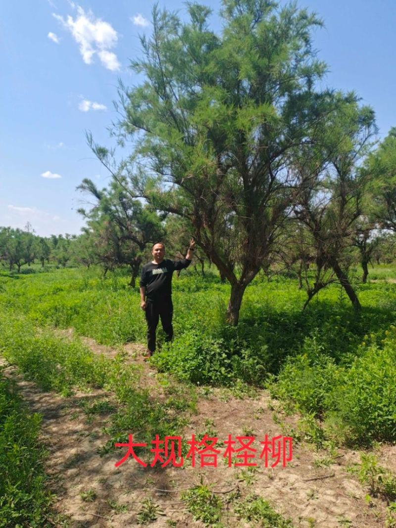 高杆红花红柳柽柳