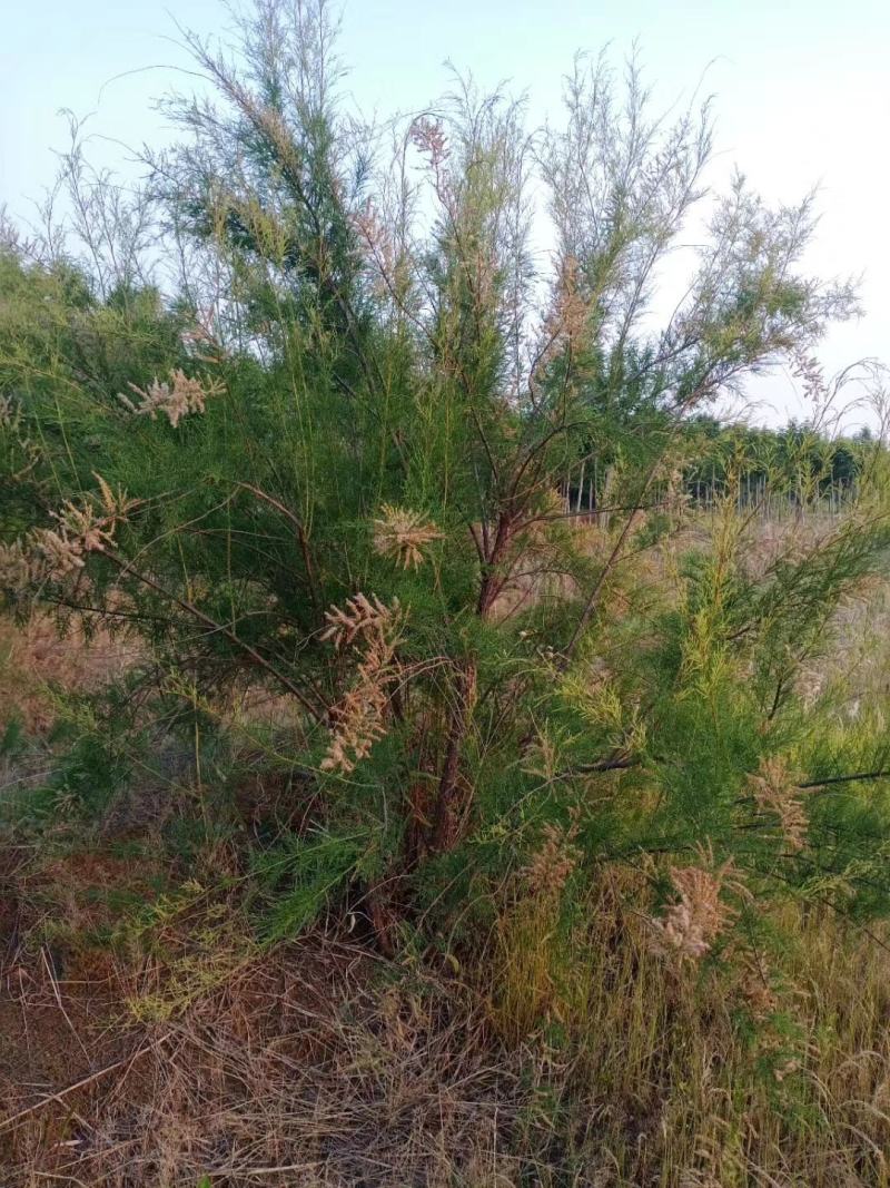 高杆红花红柳柽柳