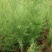 高杆红花红柳柽柳